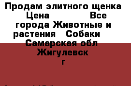 Продам элитного щенка › Цена ­ 30 000 - Все города Животные и растения » Собаки   . Самарская обл.,Жигулевск г.